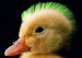 kacka punk.jpg